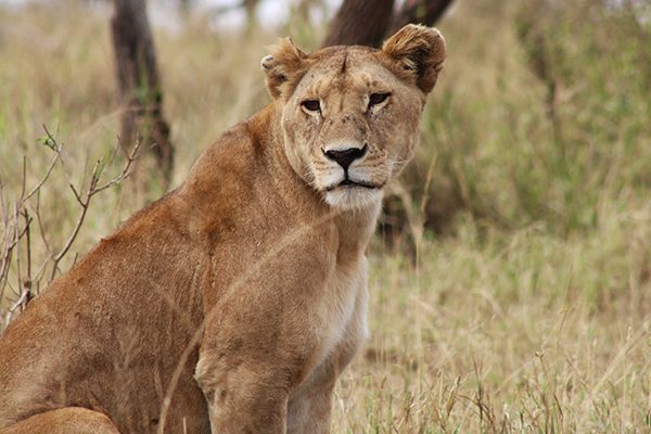 4-days-3-night-safari